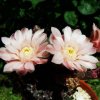 Gymnocalycium _mihanovichii _cv.'Black Botan' 03